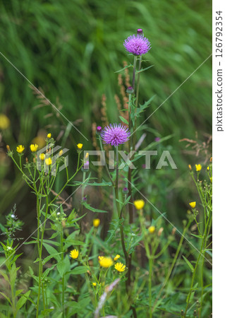 Dandelion flowers blooming in the field Dandelion flowers blooming in the field 126792354