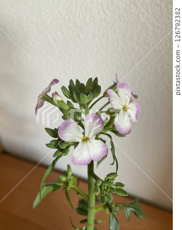 沒能進入味噌湯的蘿蔔花 126792382