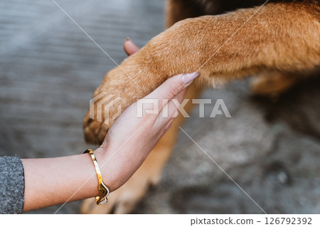 Human Hand Shaking Dog Paw in Trustful Connection 126792392