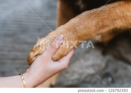 Human Hand Gently Holding Dog's Paw in Friendship Human Hand Gently Holding Dog's Paw in Friendship 126792393