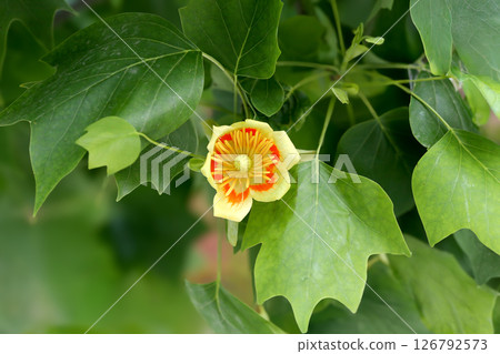 Unusual flowers of Liriodendron tulipifera or the tulip tree 126792573