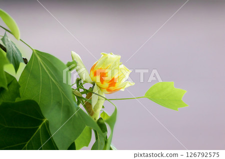 Unusual flowers of Liriodendron tulipifera or the tulip tree 126792575