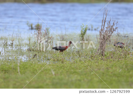 glossy ibis (Plegadis falcinellus) 126792599