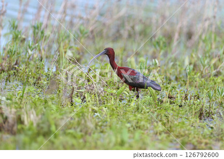 glossy ibis (Plegadis falcinellus) 126792600