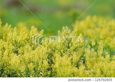 Thlaspi arvense in bloom 126792605