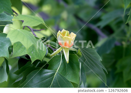 Unusual flowers of Liriodendron tulipifera or the tulip tree Unusual flowers of Liriodendron tulipifera or the tulip tree 126792606