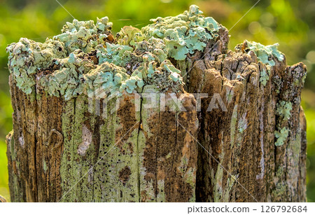 Licen and moss covered wood Licen and moss covered wood 126792684