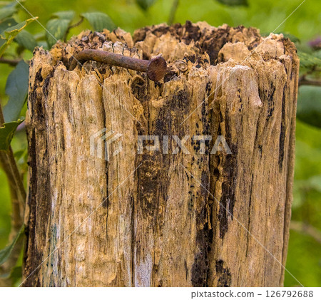 oxidized nail in a wooden post oxidized nail in a wooden post 126792688