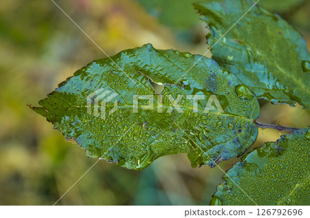 Green sheet wet by El Rocio Green sheet wet by El Rocio 126792696