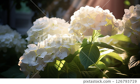 Hydrangea with sunlight shining through Hydrangea with sunlight shining through 126793719