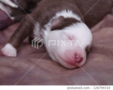 Puppy is sleeping on a bed 126794310