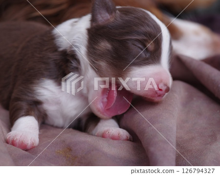 Brown and white puppy is sleeping on a blanket Brown and white puppy is sleeping on a blanket 126794327