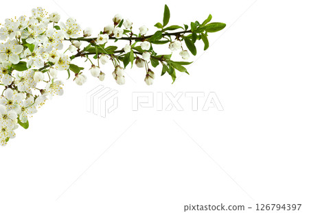 Spring flowers, buds and small green leaves on twig of berry tree in a border arrangement isolated on white 126794397