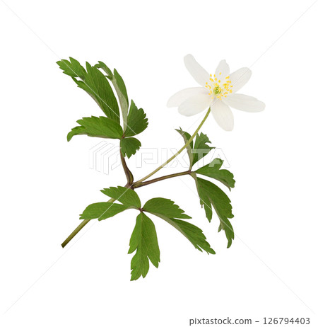 Closeup of wild anemome flower and leaves isolated on white background 126794403