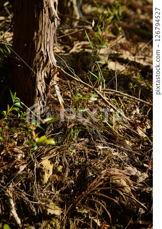 Around the trees in a cluttered forest 126794527