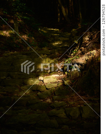 Sunlight filtering through the trees on a hiking trail in a dark forest 126794528