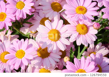 Beautiful chrysanthemum flowers Beautiful chrysanthemum flowers 126794550