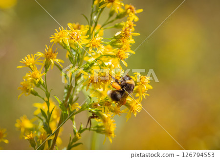 A bumblebee collecting pollen on a yellow flower A bumblebee collecting pollen on a yellow flower 126794553
