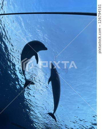 Flying dolphin 126794581