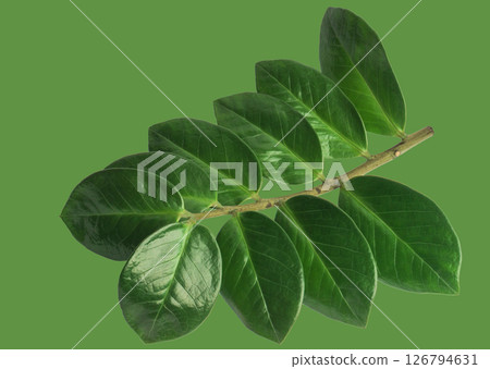 Lush green leaves on a branch against a vibrant green background. Natural beauty and tranquility Lush green leaves on a branch against a vibrant green background. Natural beauty and tranquility 126794631