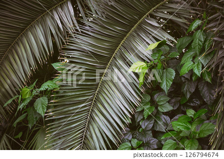 Dense tropical foliage with varying shades of green highlighting the beauty of nature 126794674