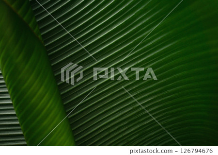 Close up vibrant green leaves displaying intricate patterns in natural light at midday 126794676