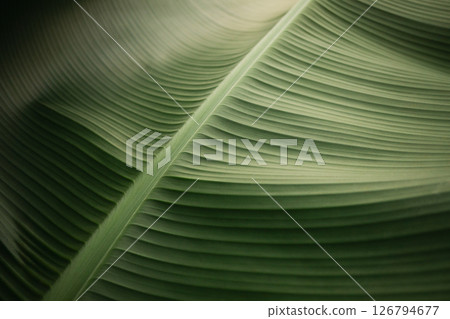 Close-up view of a large green leaf. Natural patterns and textures in a tropical setting Close-up view of a large green leaf. Natural patterns and textures in a tropical setting 126794677