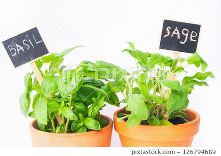 Fresh basil and sage plants in terracotta pots with chalkboard labels on white background 126794689