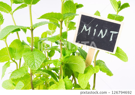 Fresh mint plant in a garden with a chalkboard label showing the name of the herb 126794692