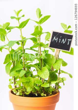 Growing mint plant in terracotta pot with a chalkboard label. Growing mint plant in terracotta pot with a chalkboard label. 126794693