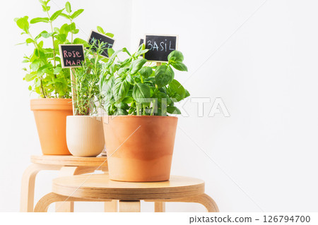 Collection of fresh herbs in pots displayed on wooden stools against a bright background Collection of fresh herbs in pots displayed on wooden stools against a bright background 126794700