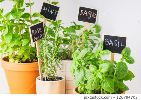 Indoor herb garden featuring mint, sage, rosemary, and basil in decorative pots Indoor herb garden featuring mint, sage, rosemary, and basil in decorative pots 126794702