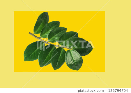 Green leaves against yellow background create a striking visual contrast in natural beauty 126794704
