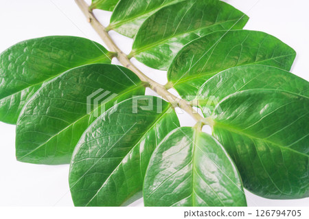 Green leaves arranged in a fan shape against a plain background Green leaves arranged in a fan shape against a plain background 126794705