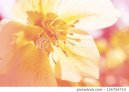 Close up helleborus flowers. Copy space spring wallpaper. 126794714