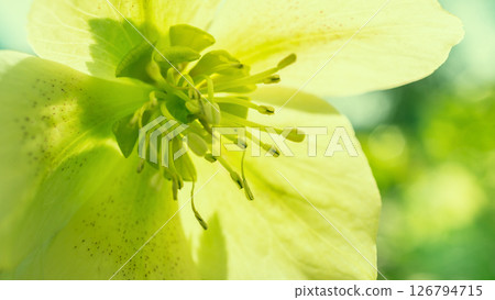 Close up photo of light green helleborus flowers. Copy space spring background. 126794715