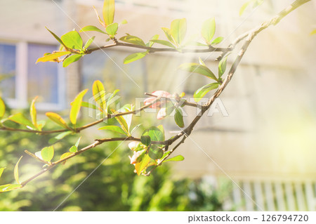Spring in the city. Tree branch with fresh green leaves and blossom near residential area buildings 126794720