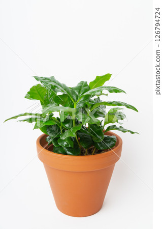 Young green coffee robusta plant growing on terracotta orange color natural clay pot. Isolated on white. Young green coffee robusta plant growing on terracotta orange color natural clay pot. Isolated on white. 126794724