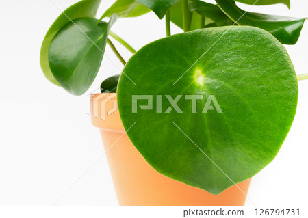 Isolated on white peperomia houseplant in orange clay pot. Green tropical plant for home or cafe. Isolated on white peperomia houseplant in orange clay pot. Green tropical plant for home or cafe. 126794731