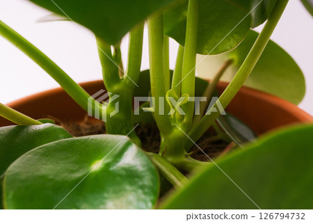 Green peperomia plant in clay terracotta orange pot. Close up, selective focus. Houseplants care. Green peperomia plant in clay terracotta orange pot. Close up, selective focus. Houseplants care. 126794732