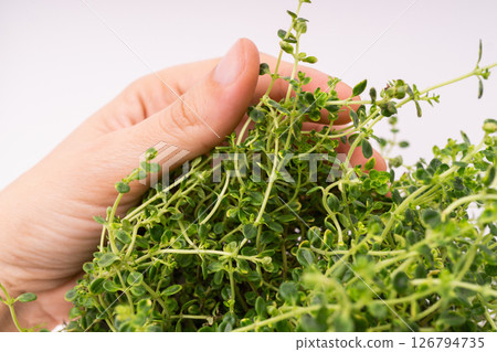 Hand holding green thymus plant. Hand holding green thymus plant. 126794735