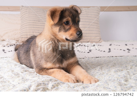 Adorable mixed breed brown puppy dog on bed with blanket and pillows. Slow living concept 126794742