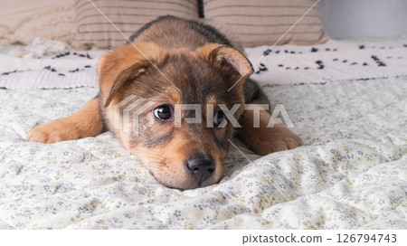 Close up portrait of mixed breed brown puppy dog. Pet on bed in bedroom or hotel room. Close up portrait of mixed breed brown puppy dog. Pet on bed in bedroom or hotel room. 126794743