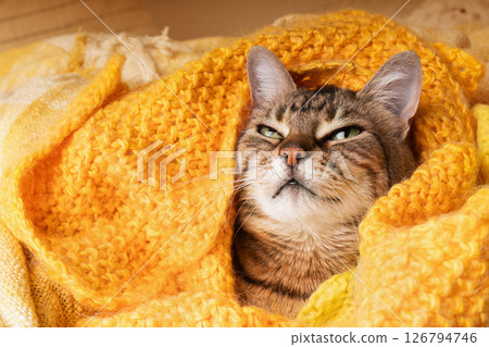 Lazy adorable tabby cat under yellow woven plaid. Pets care and welfare concept. 126794746