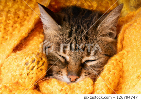 Close up portrait of tabby kitten. Pet heating under yellow warm knitted plaid. 126794747