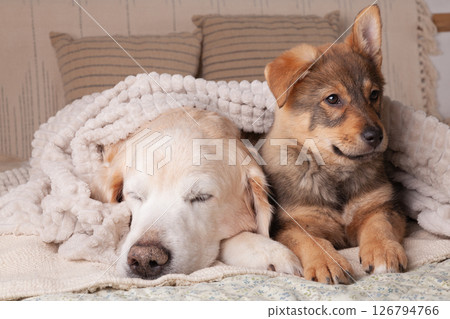 Adult napping golden retriever and mixed breed puppy dogs heating under plaid together on bed. 126794766