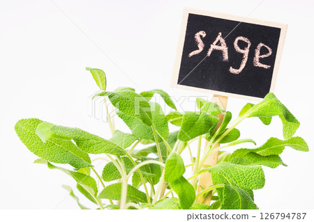 Sage plant with chalkboard label on white background, creating vibrant indoor herb garden atmosphere 126794787