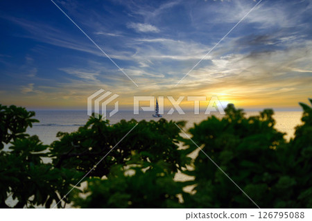 透過樹木看到的日落 126795088