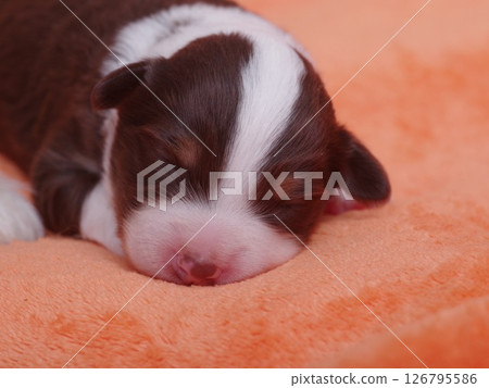 Brown and white puppy is sleeping on a blanket 126795586