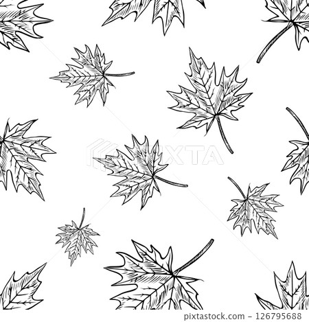 Seamless maple leaf pattern. Vector graphics. Black and white hand-drawn illustration. On a white background. Great for textiles and packaging, postcards and labels, prints and more. 126795688